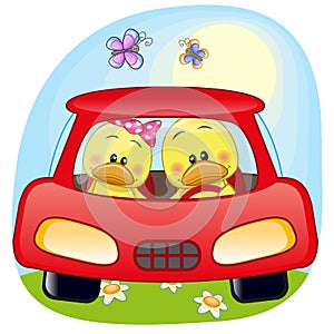 Two Ducks in a car