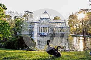 Two ducks and the Cristal Palace in Madrid