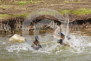 Two ducks in a dramatic fight