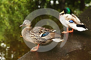 Two ducks are on edge of pond.