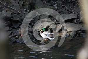 Two ducks enjoying the subshine