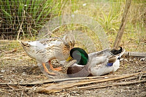 Two ducks in the farm.