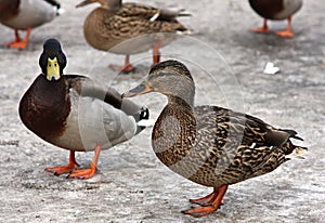 Two ducks. Female and Mallard Duck. Closeup of