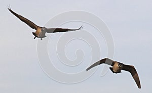 Two Ducks in Flight