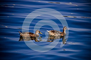 Two ducks floating on blue water surface