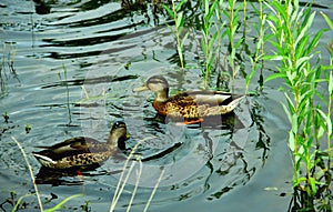 Two ducks floating by the pond shore