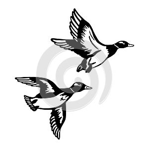 Two Ducks are flying on hunting. A set of black monochrome ducks. Vector illustration isolated on white.