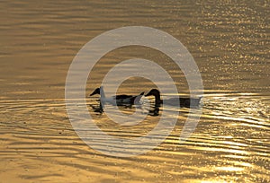 Two ducks are friends