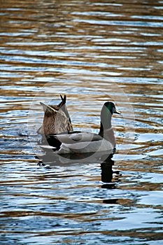 Two Ducks Frolicking in a Lake