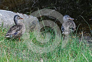 Two ducks on pond and shore