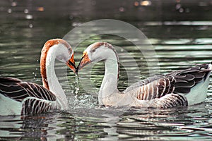 Two Ducks are haveing good time in a river.