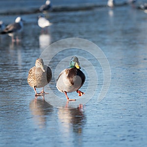 Two ducks on the ice