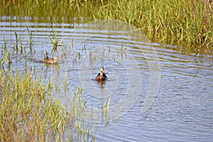 Two ducks join in a hunt for food in the island waterway