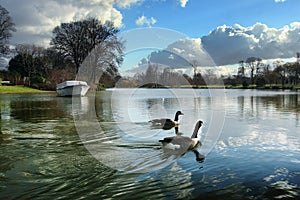 Two ducks in lake