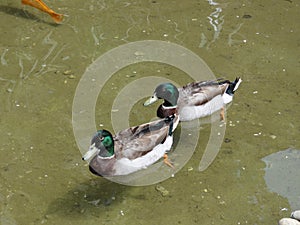 Two ducks Mallards which swim one behind the other