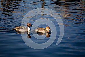 Two ducks northern pintail swimming in pond, spring sunny day, Close up, male, female, pair Anas acuta on water, birds and animals