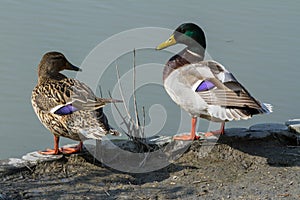 Two ducks, one male and one female, look at each other