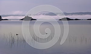 Two ducks over a foggy lake AluminÃÂ© at the morning in Villa Pehuenia, NeuquÃÂ©n, Argentina photo