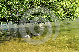 Two ducks paddling in the water near a tree on the shore