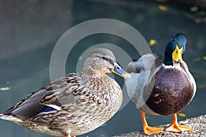 Two ducks in the park in Menden Sauerland photo