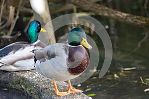 Two ducks in the park in Menden Sauerland photo