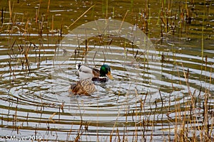 two ducks swimming in a lake with reedy grasses around