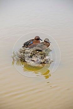 Two ducks resting on a small islet. photo