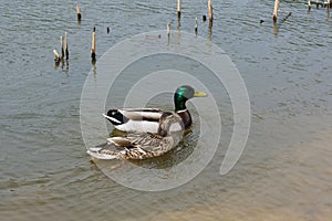 Two ducks in the river