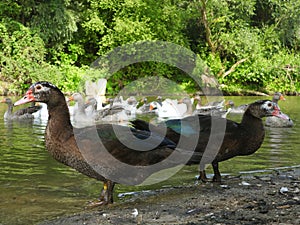 Two ducks on river shore 2