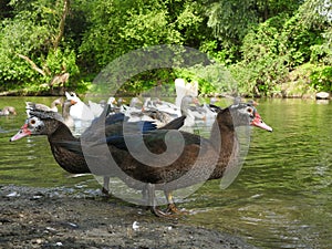 Two ducks on river shore