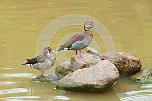 Dos patos sobre el rocas 