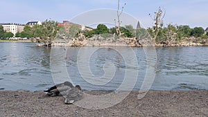 Two ducks are seeping near water in Copenhagen