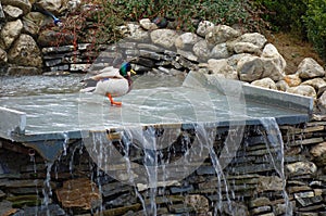 Two ducks sitting on a stream of water