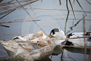 Two ducks sleep on the lake