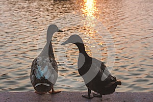 Two ducks are standing at the pier,sunset