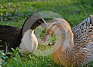 Two ducks standing and taking sunbath in the garden