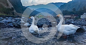 two ducks standing in the water in the mountainous area. white ducks in flowing water with beautiful mountains in the background