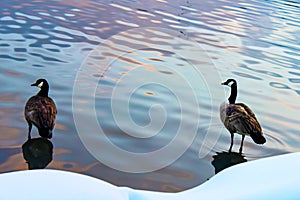 Two ducks standing in the water with reflections of sunset beside a snowy shore