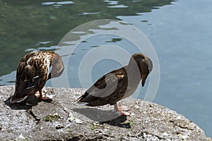 Two ducks on a stone