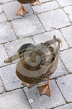 Two ducks strutting on terrace trying to get into house