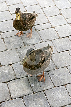 Two ducks strutting on terrace trying to get into house