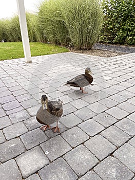 Two ducks strutting on terrace trying to get into house