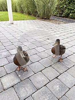 Two ducks strutting on terrace trying to get into house