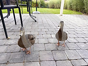 Two ducks strutting on terrace trying to get into house