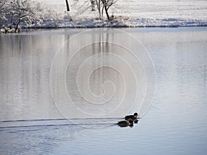 Two ducks swim in the cold pond on a winter morning