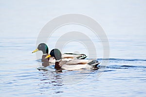 Two ducks, swimming in Dnipro river