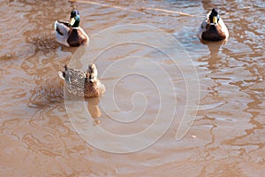 Two ducks are swimming in the green winter water in the pond