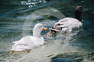 Two ducks swimming in Lago Ghedina, an alpine lake in Cortina D`Ampezzo, Dolomites, Italy