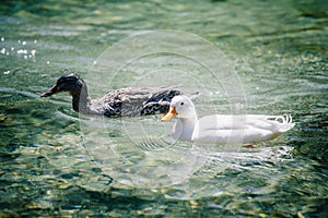 Two ducks swimming in Lago Ghedina, an alpine lake in Cortina D`Ampezzo, Dolomites, Italy photo