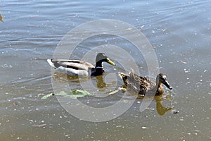 Two ducks swimming in the lake